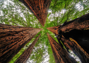 Redwood Forest