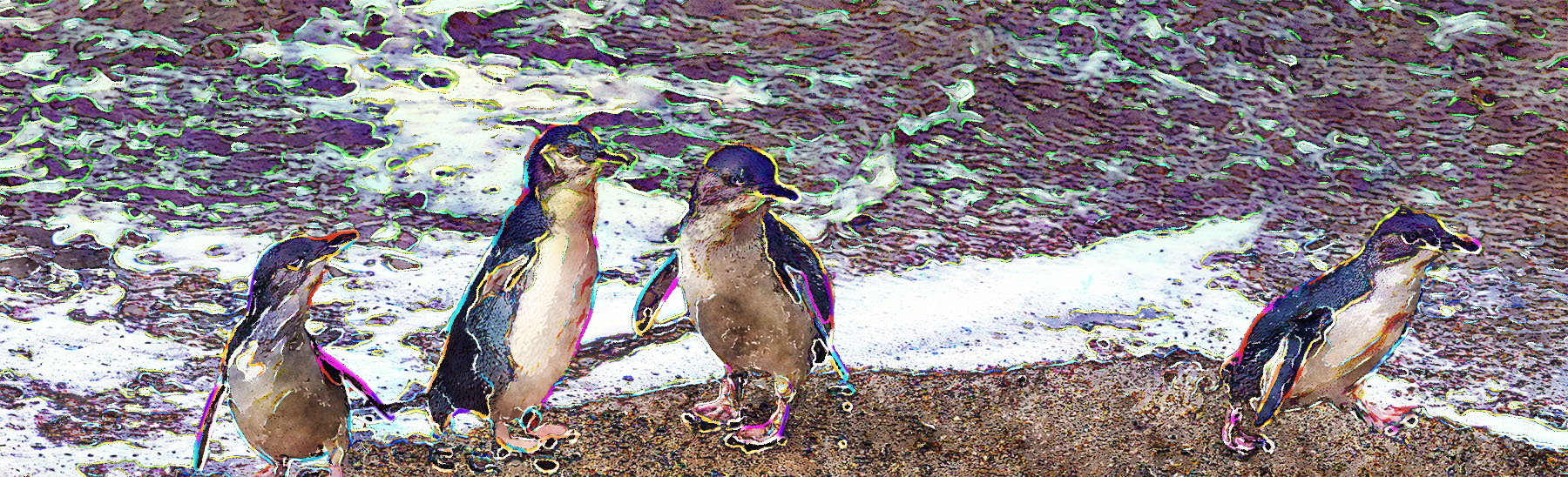 More Than Microscopic kororā penguins