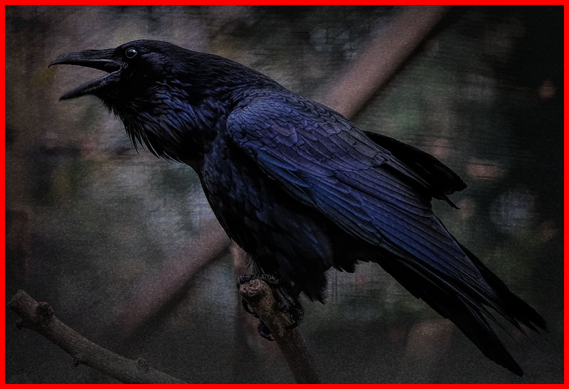 Raven in Conference of the Birds