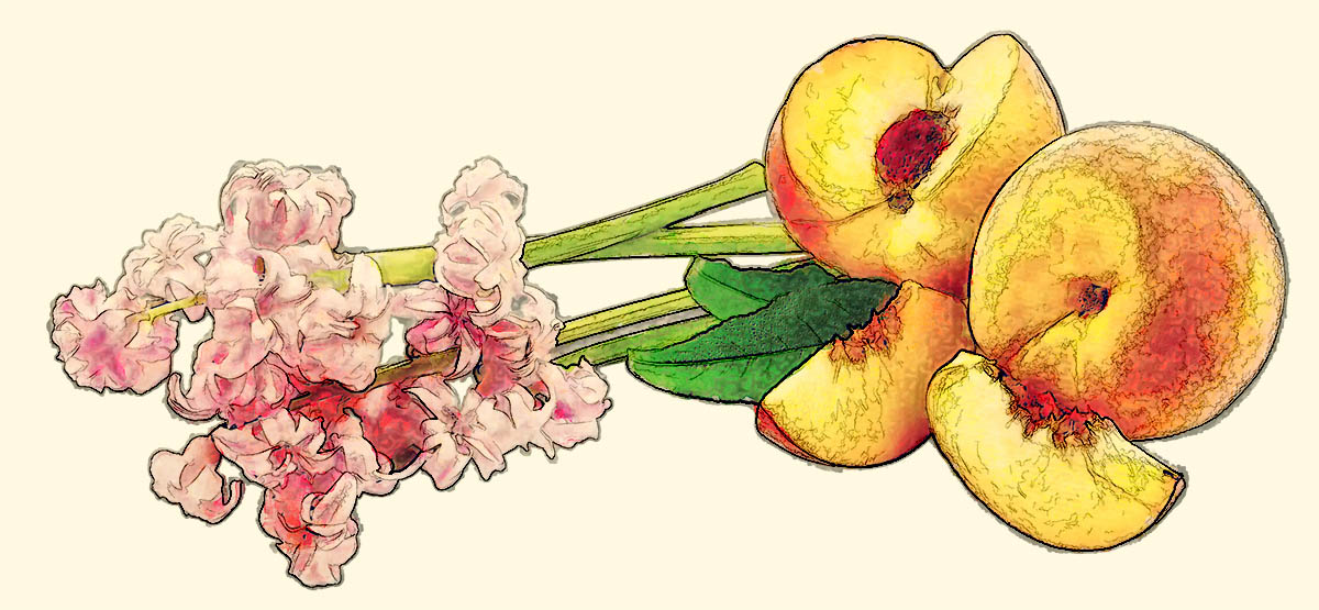 Hyacinths and peaches in Eat and Be Eaten, by J.L. Akagi