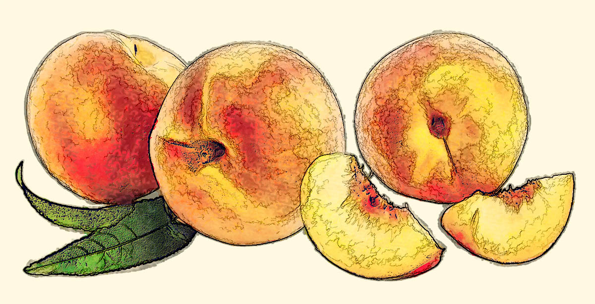 Peaches in Eat and Be Eaten, by J.L. Akagi