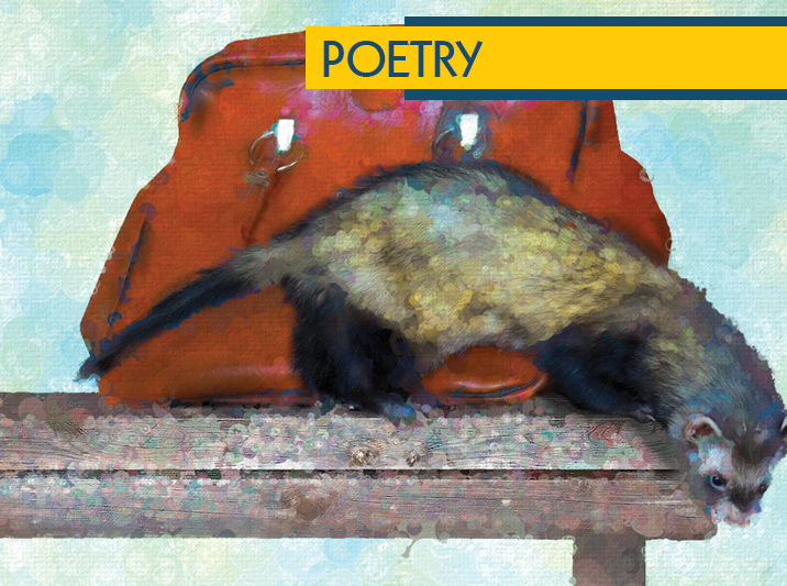 Ferret Finances, By Maria Zoccola