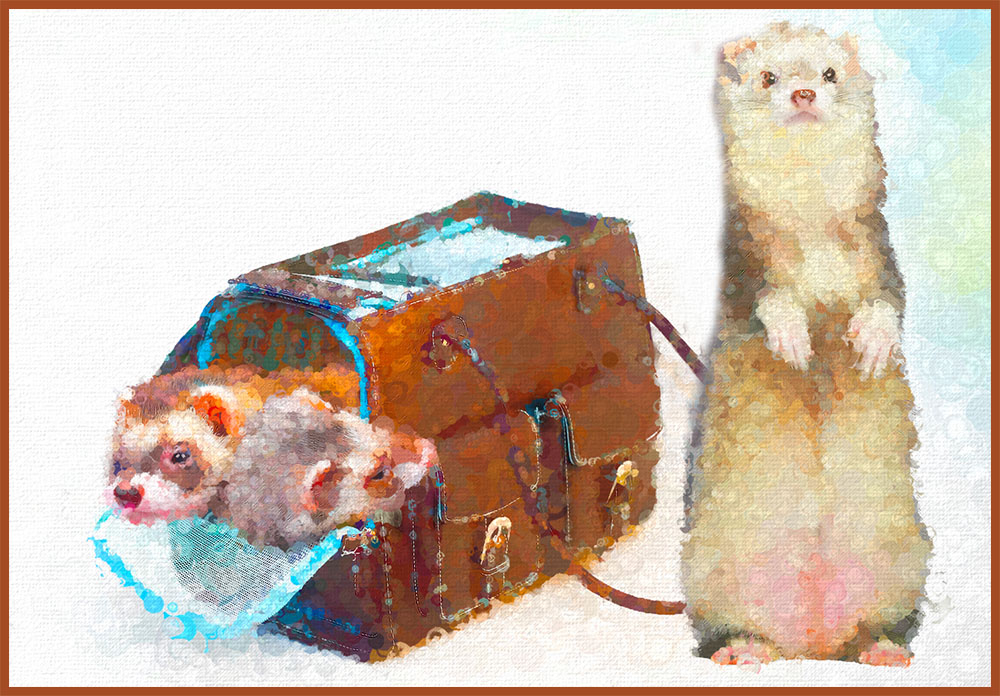 Ferret Finances, By Maria Zoccola