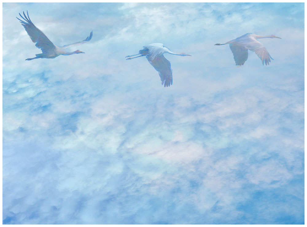 Brolga in The Flight of the Brolga, by Henry Gasko