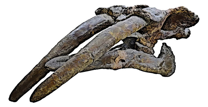fossil in House of Bones