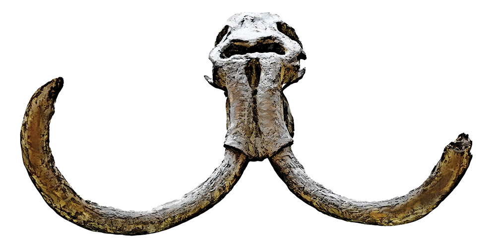 Tusks in House of Bones